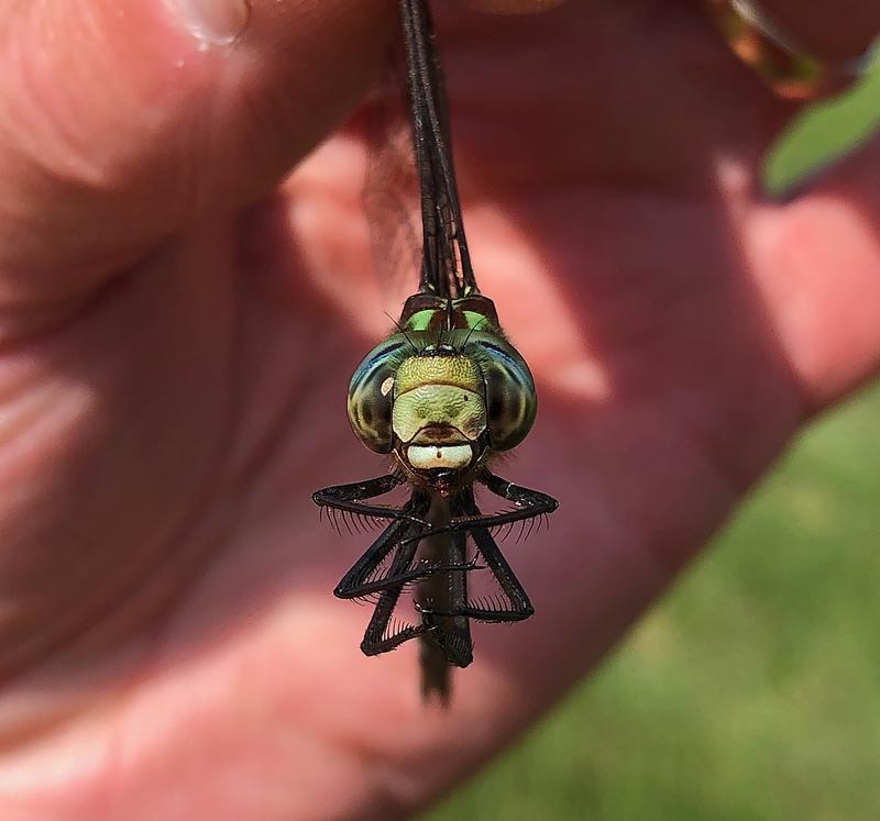 Photo of Shadow Darner