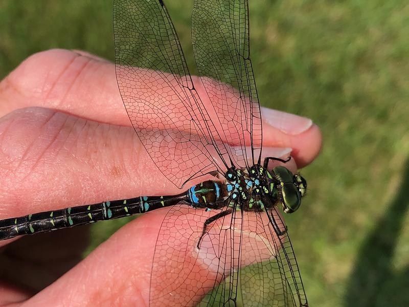 Photo of Shadow Darner