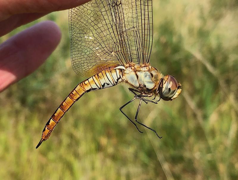 Photo of Wandering Glider