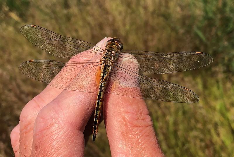 Photo of Wandering Glider