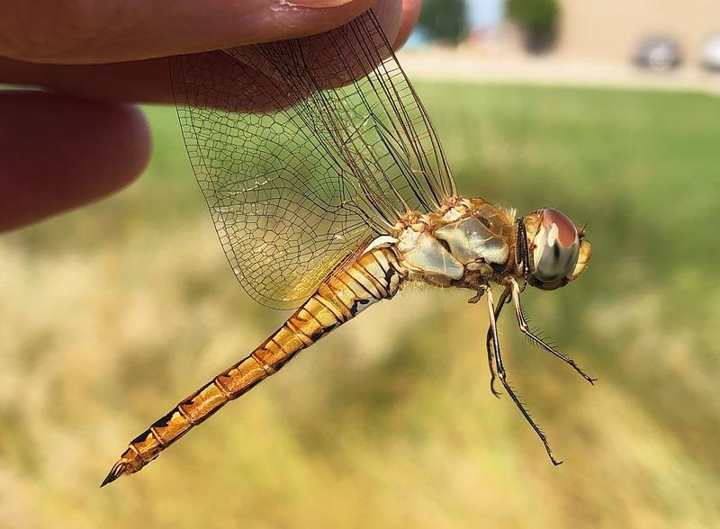 Photo of Wandering Glider