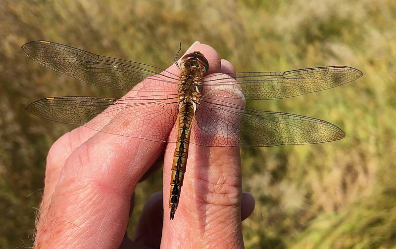 Photo of Wandering Glider