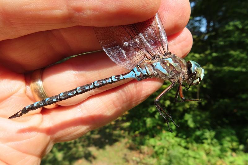 Photo of Canada Darner