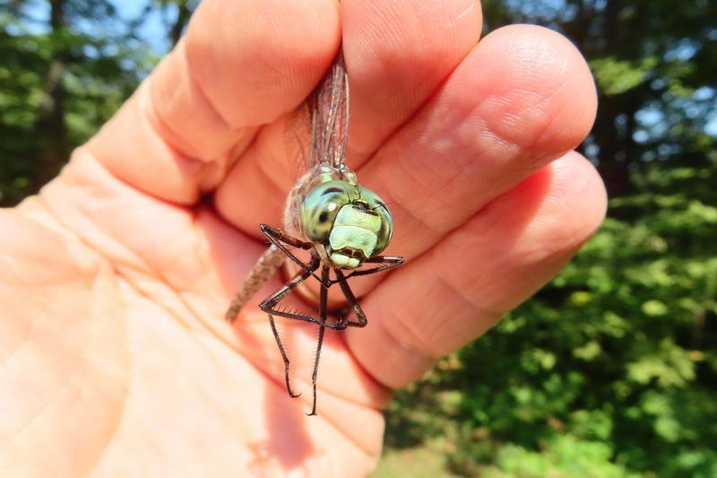 Photo of Canada Darner