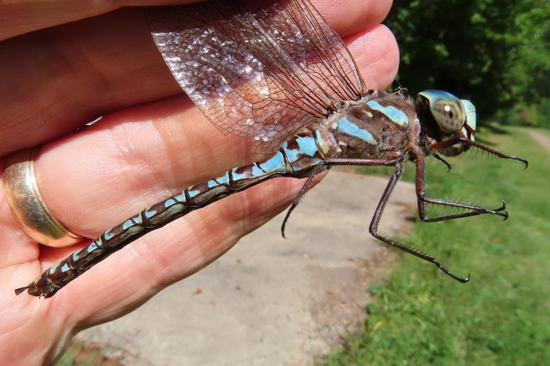 Photo of Canada Darner