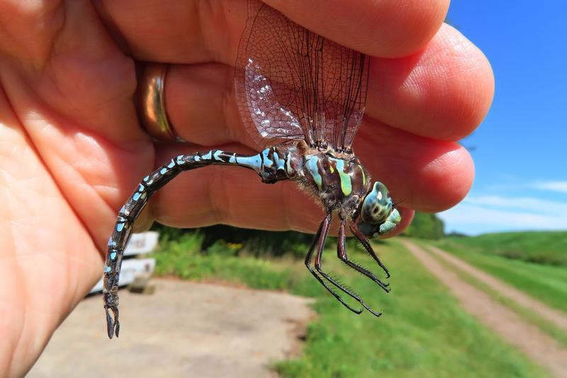 Photo of Canada Darner