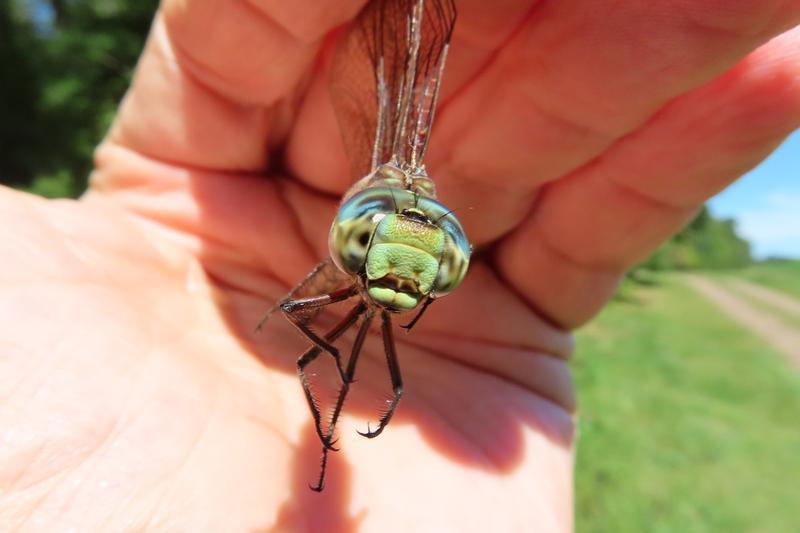 Photo of Canada Darner