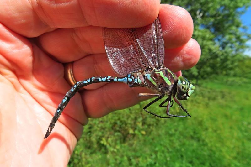 Photo of Green-striped Darner