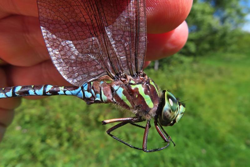 Photo of Green-striped Darner