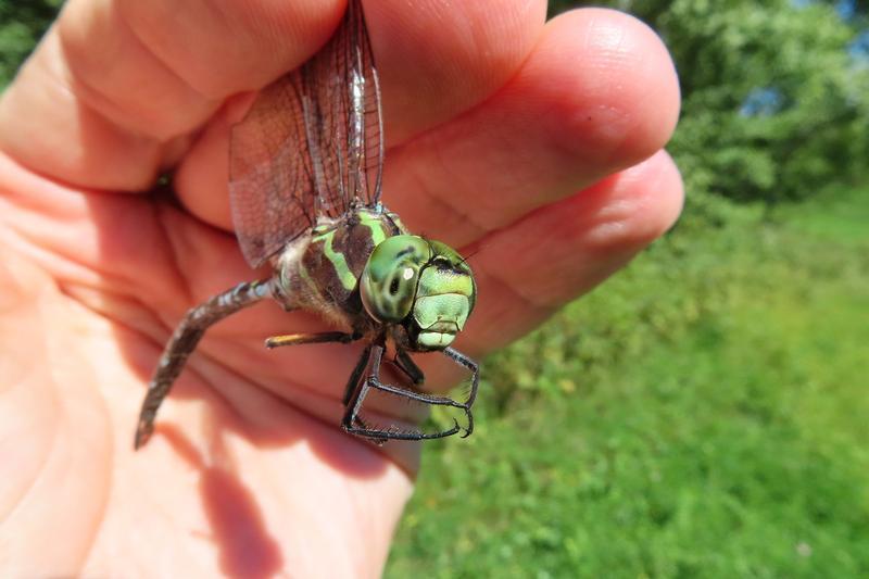 Photo of Green-striped Darner