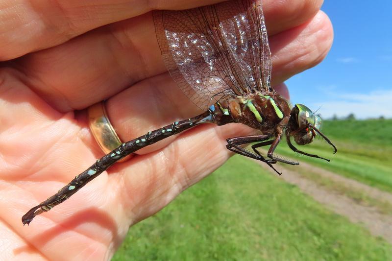 Photo of Shadow Darner