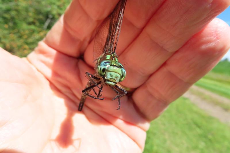 Photo of Shadow Darner
