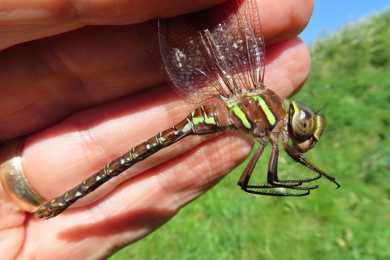 Photo of Shadow Darner