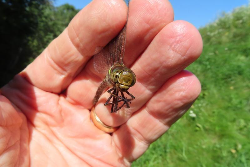 Photo of Shadow Darner