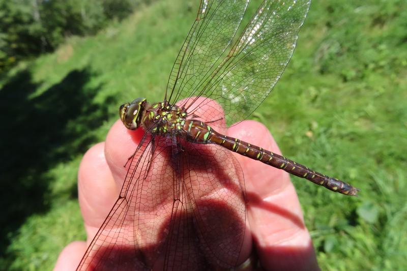 Photo of Shadow Darner