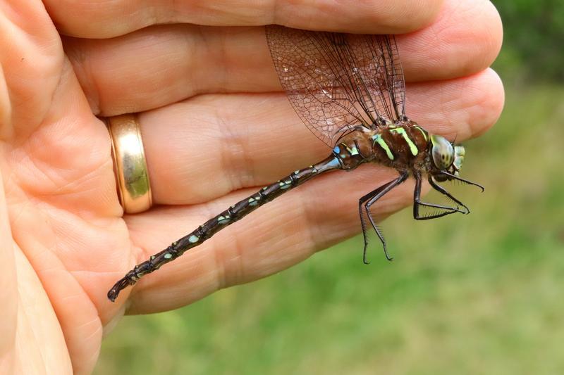 Photo of Shadow Darner