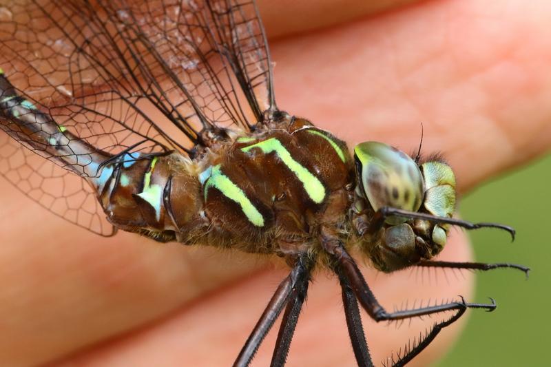 Photo of Shadow Darner