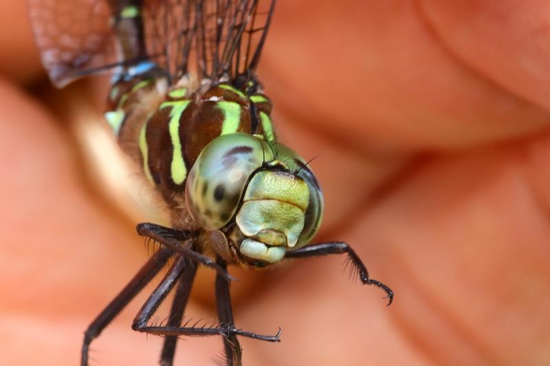 Photo of Shadow Darner