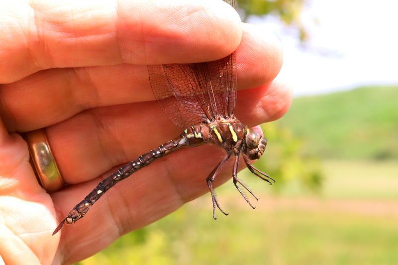 Photo of Shadow Darner