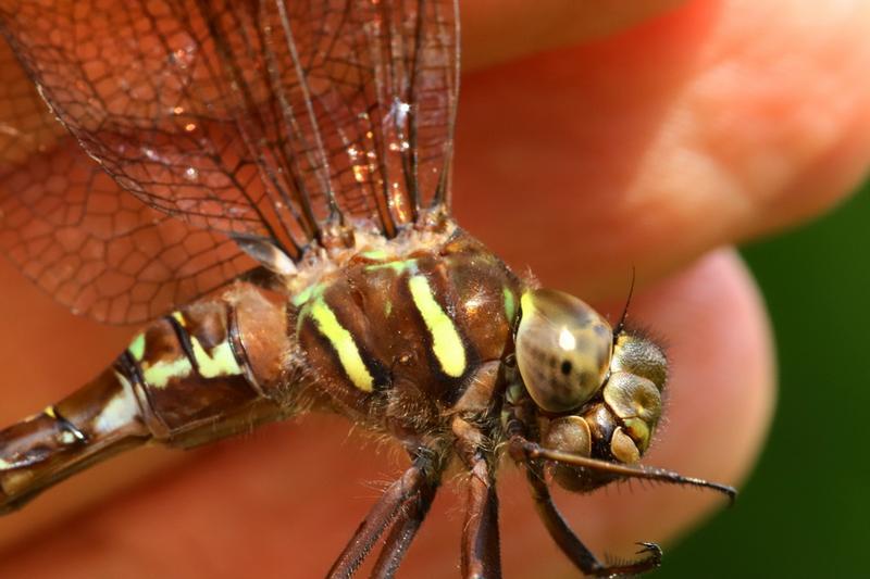 Photo of Shadow Darner