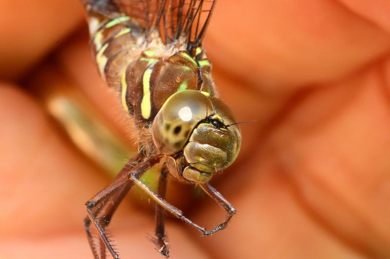 Photo of Shadow Darner