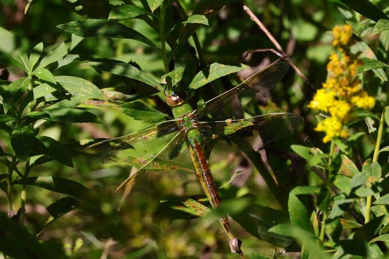 Photo of Common Green Darner