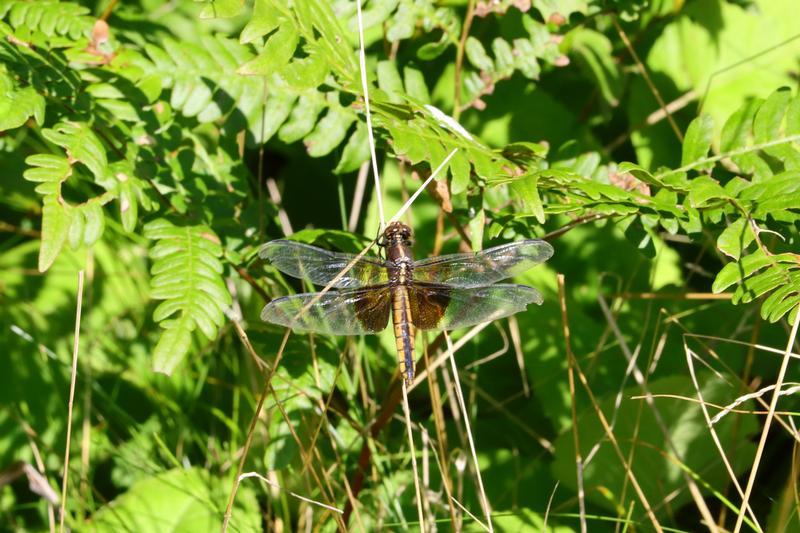 Photo of Widow Skimmer