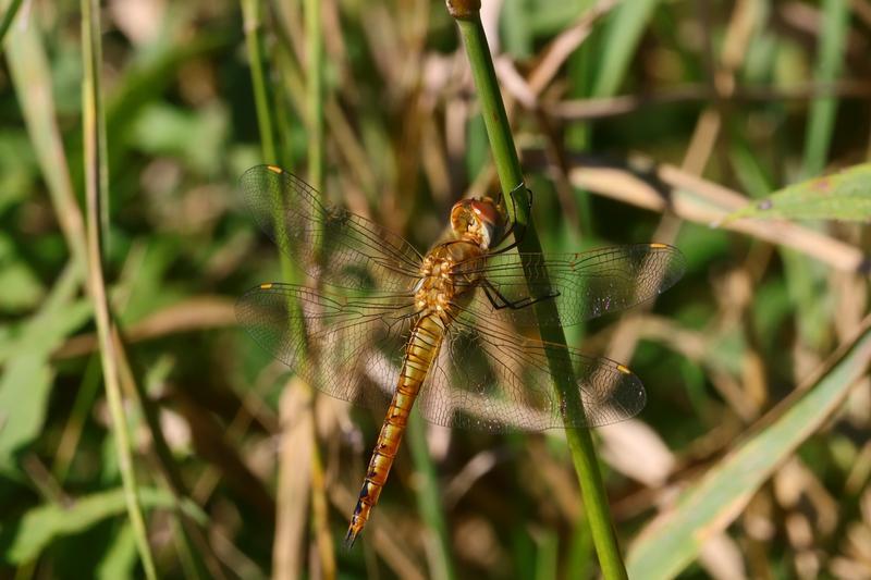 Photo of Wandering Glider