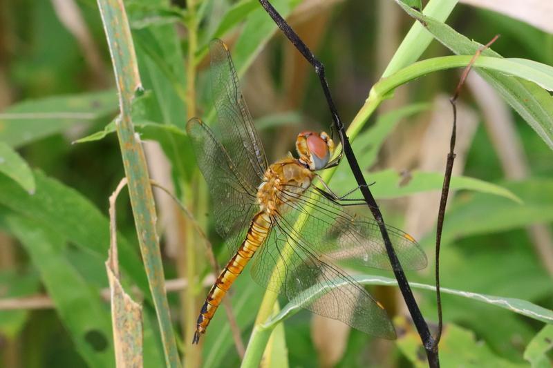 Photo of Wandering Glider