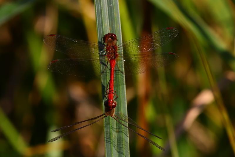 Photo of Autumn Meadowhawk