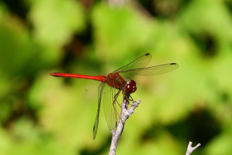 Photo of Autumn Meadowhawk