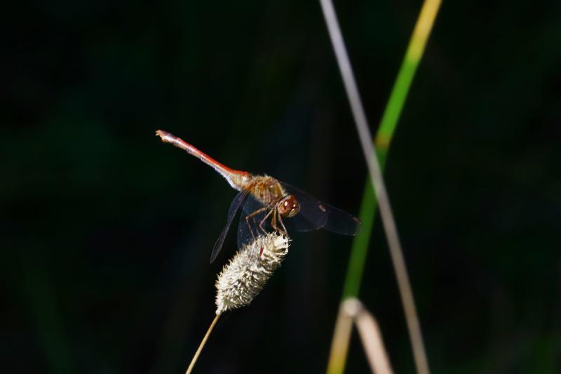 Photo of Autumn Meadowhawk