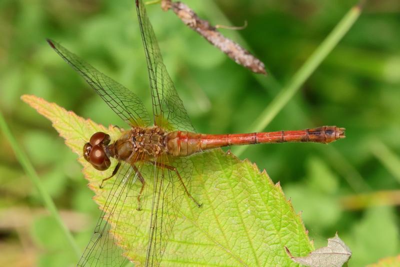 Photo of Autumn Meadowhawk