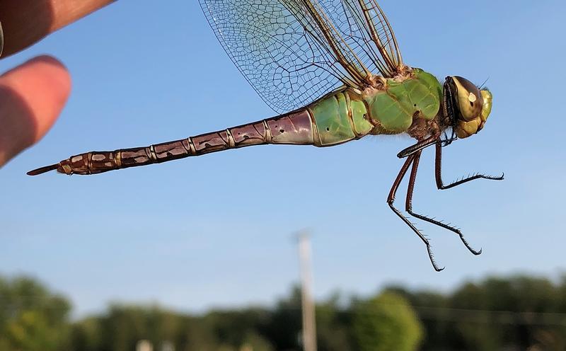 Photo of Common Green Darner