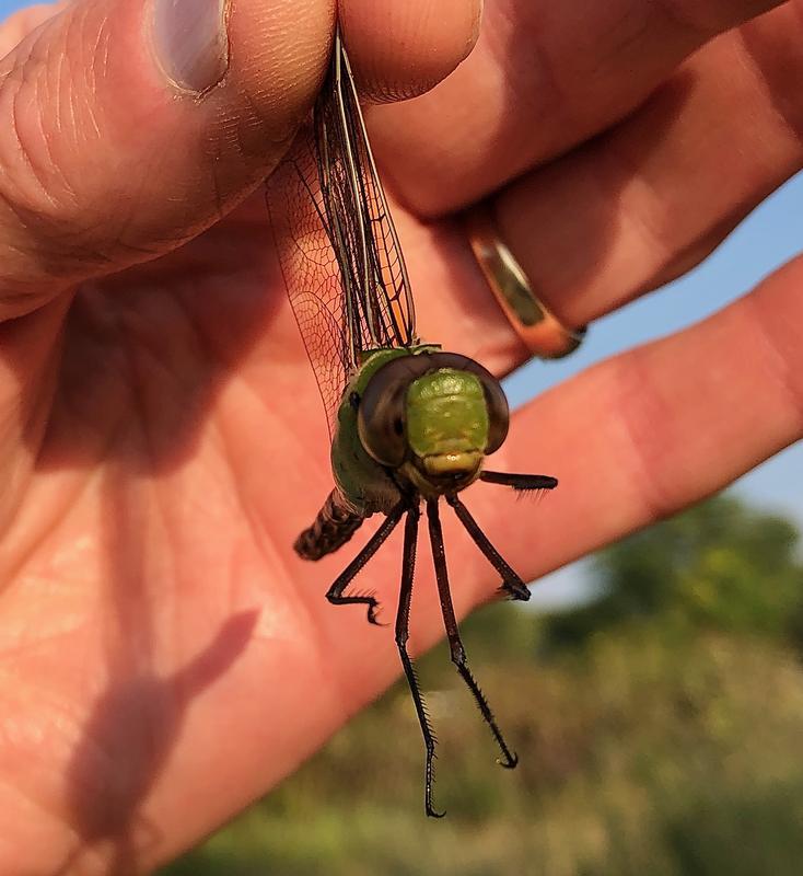 Photo of Common Green Darner