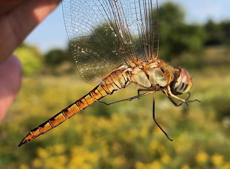 Photo of Wandering Glider