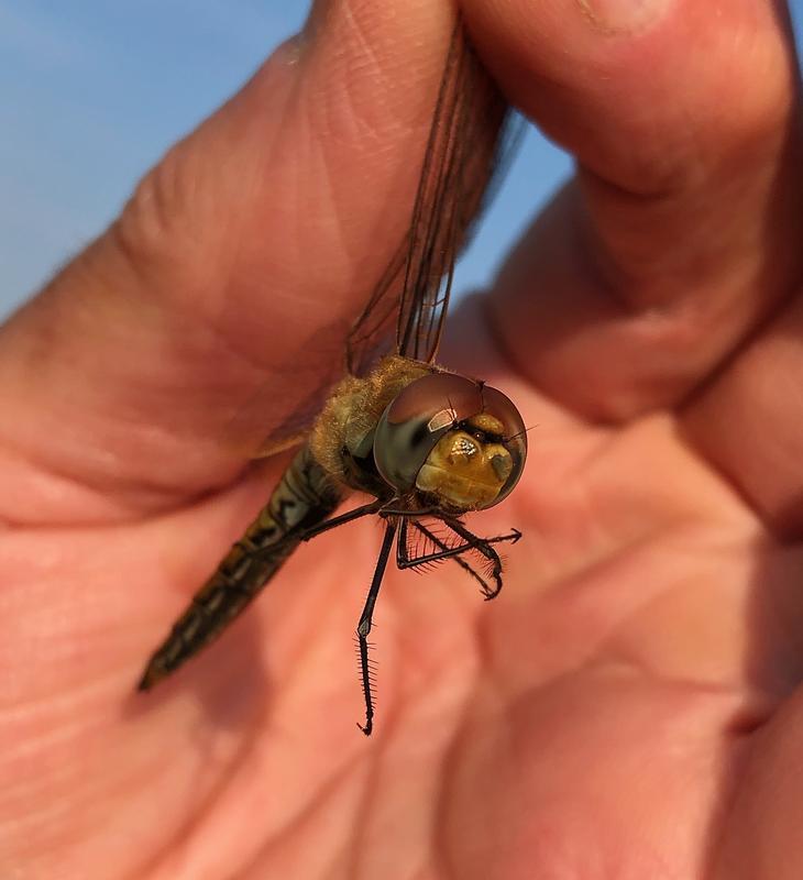 Photo of Wandering Glider