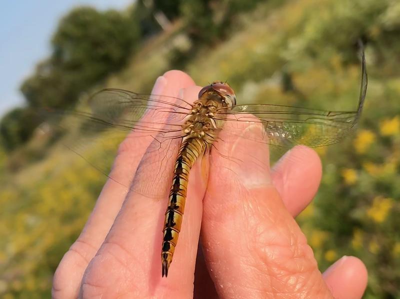 Photo of Wandering Glider