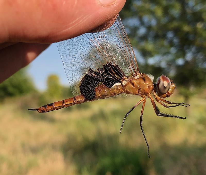 Photo of Red Saddlebags