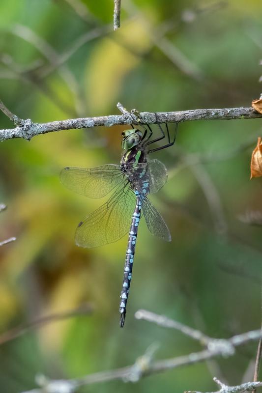 Photo of Green-striped Darner