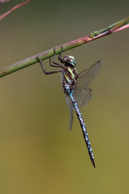 Photo of Green-striped Darner