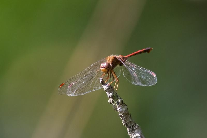 Photo of Autumn Meadowhawk