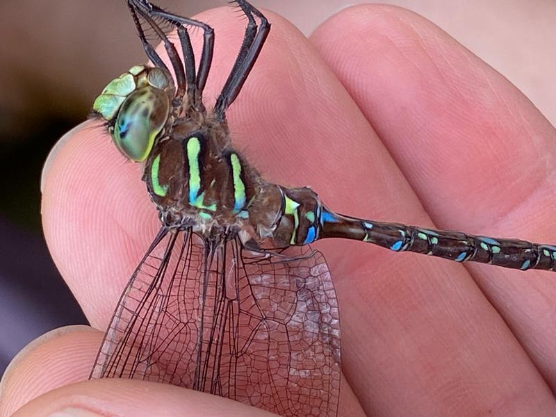 Photo of Shadow Darner