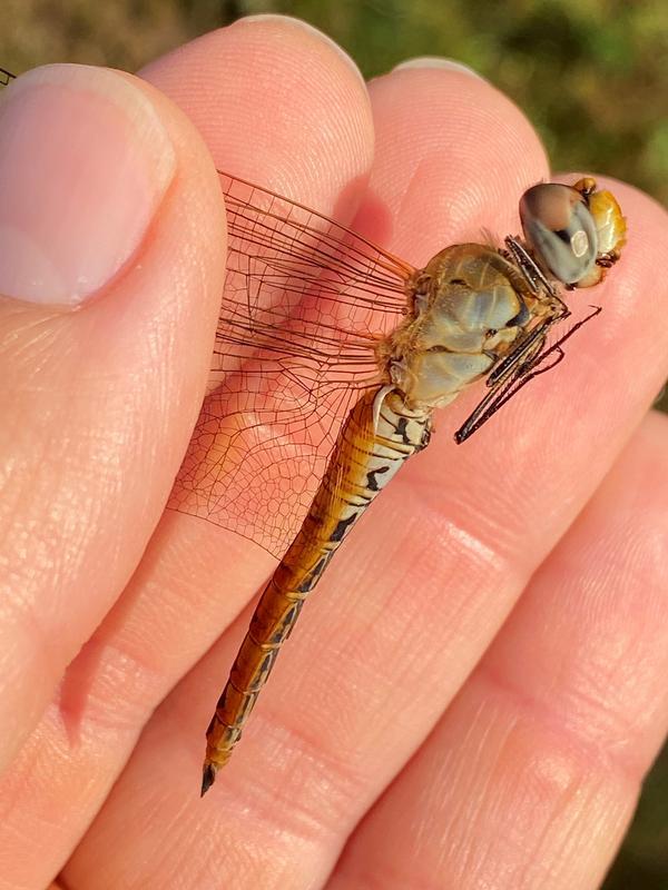 Photo of Wandering Glider