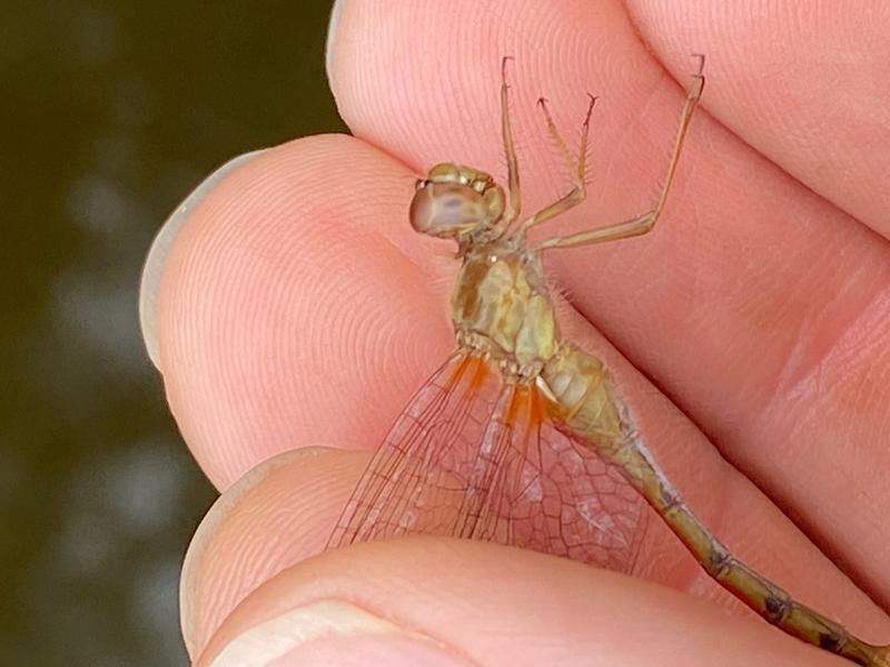 Photo of Autumn Meadowhawk