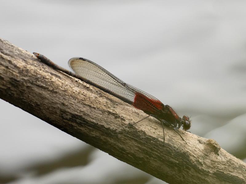 Photo of American Rubyspot