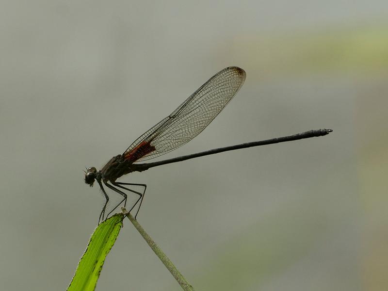 Photo of Smoky Rubyspot