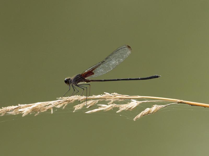 Photo of Smoky Rubyspot