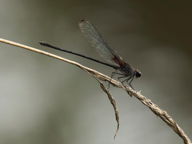 Photo of Smoky Rubyspot