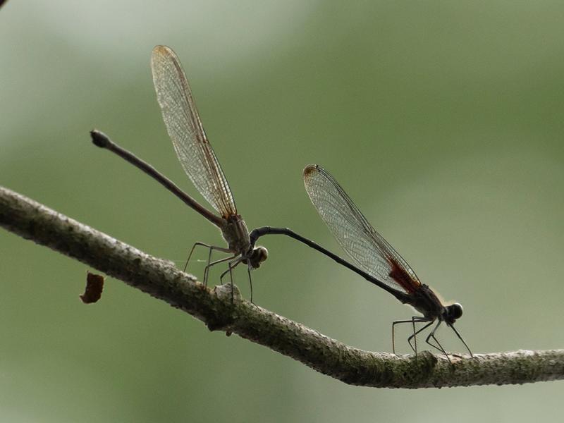 Photo of Smoky Rubyspot